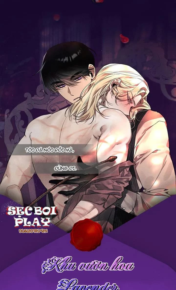 khu vườn  hoa lavender