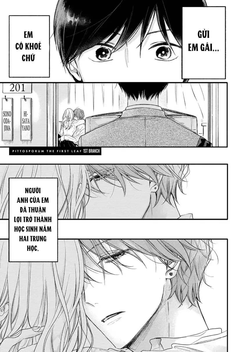 Pittosporum-Shino Makami