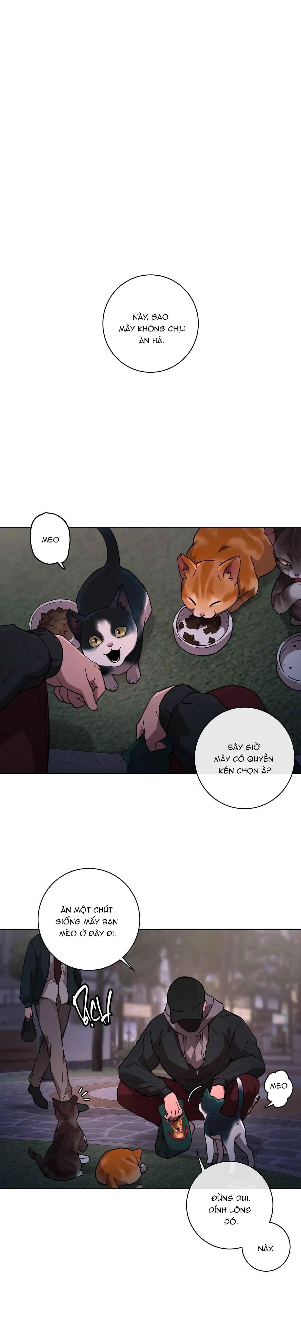 RELEASE YOUR PERSONA