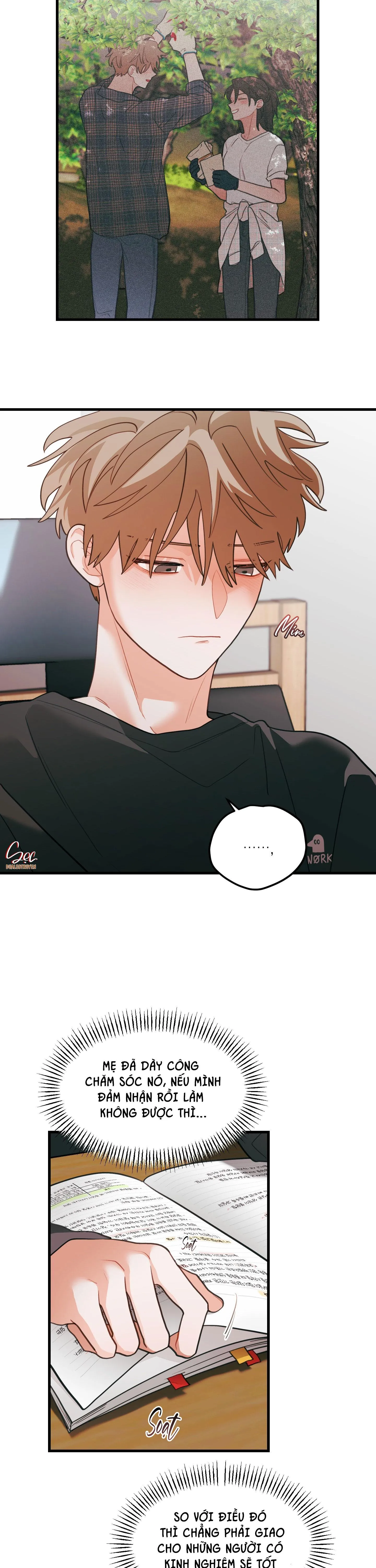 CHUYỆN TÌNH HOA LÊ NỞ Chapter 74 Trang 19