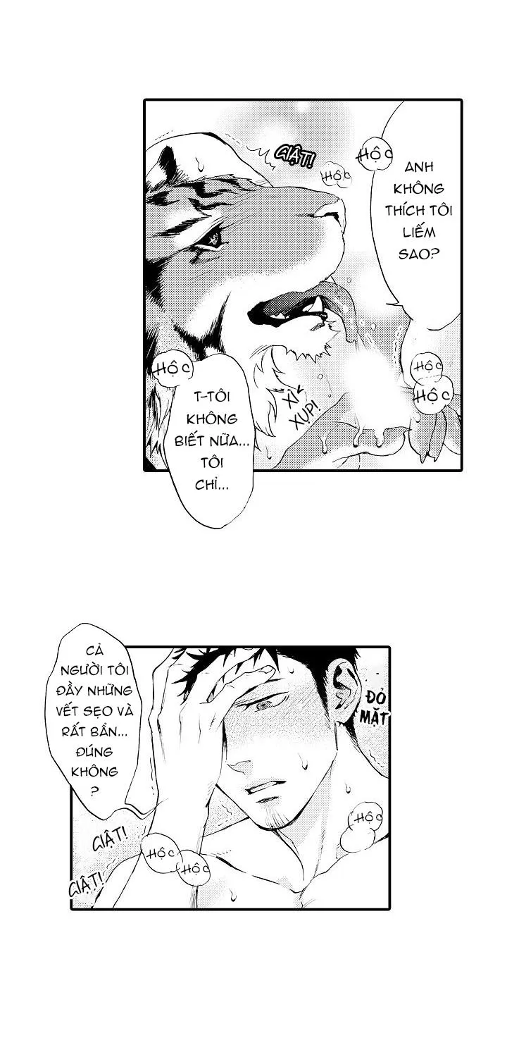 HỔ CÁI CỦA TAIGA Chapter 2 Trang 20