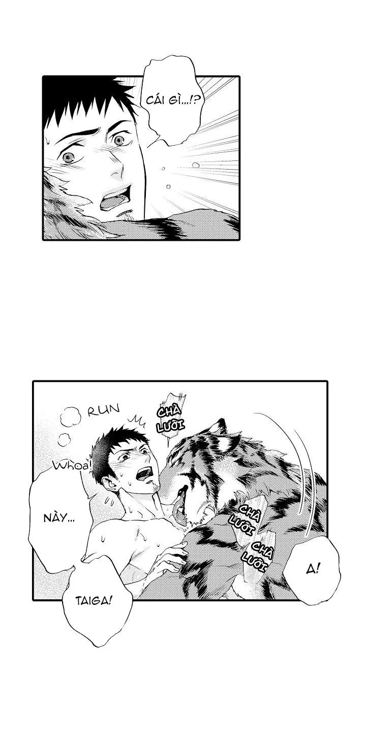 HỔ CÁI CỦA TAIGA Chapter 2 Trang 35