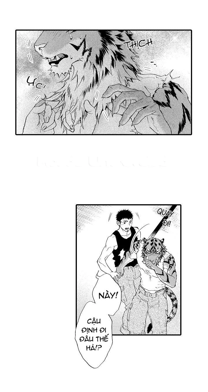 HỔ CÁI CỦA TAIGA Chapter 4 Trang 12