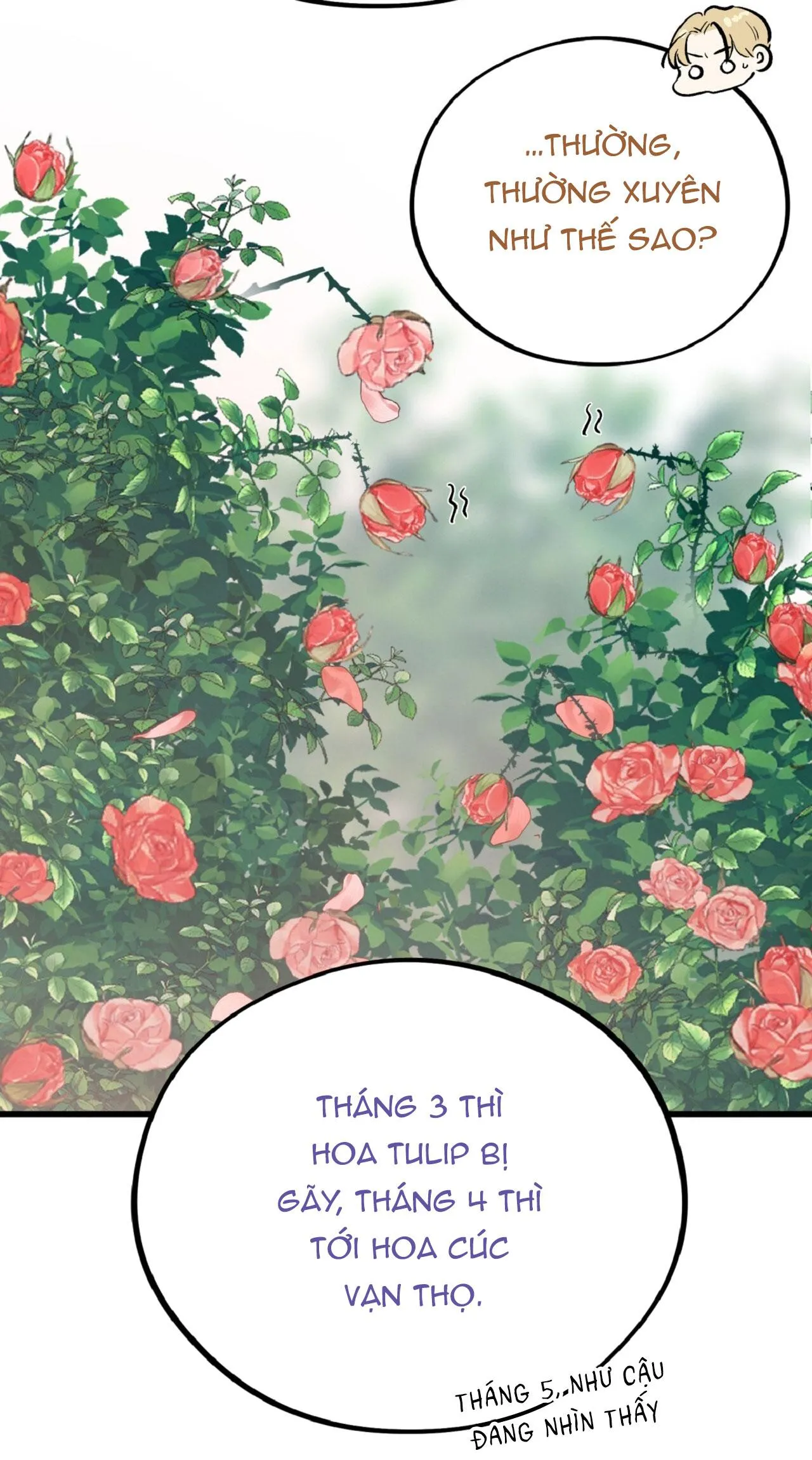 HONEY BEAR Chapter 70 Trang 37