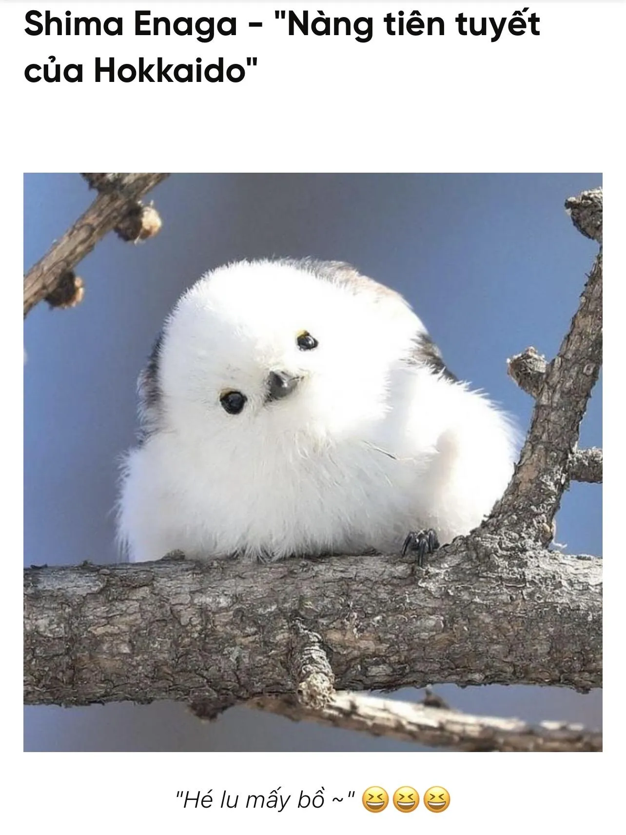 Nàng Tiên Tuyết Chapter 5 Trang 31