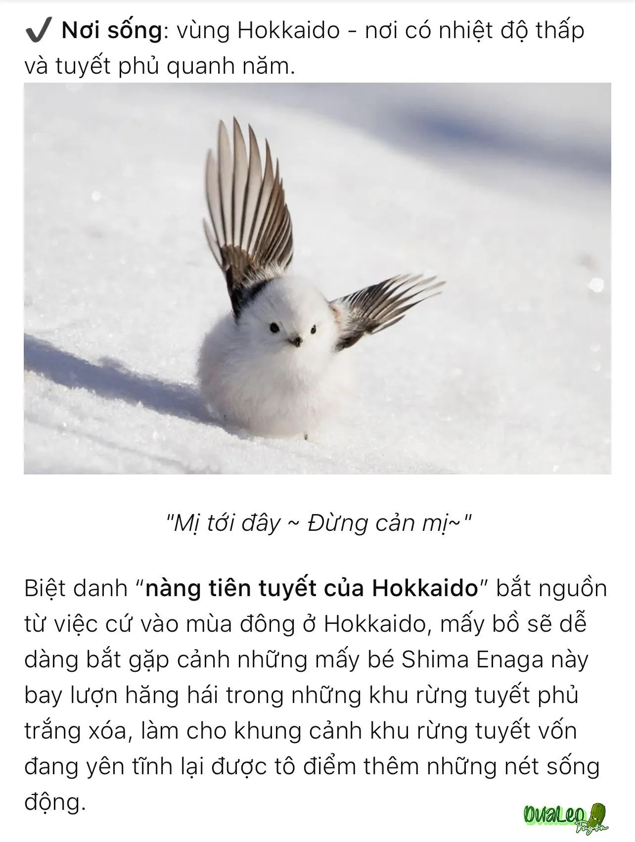 Nàng Tiên Tuyết Chapter 5 Trang 32