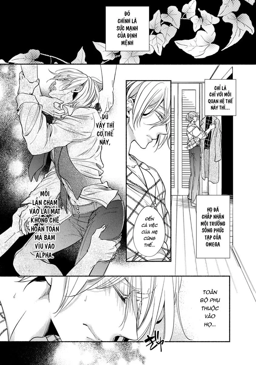 Omega Giả Vờ KIên Cường Đó Là Bạn Tình Của Tôi Chapter 4 Trang 5