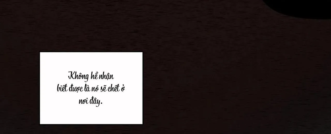 Bẫy Đôi Ngọt Ngào Chapter 43 Trang 34